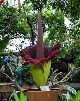 Amorphophallus titanum (Becc.) Becc. resmi