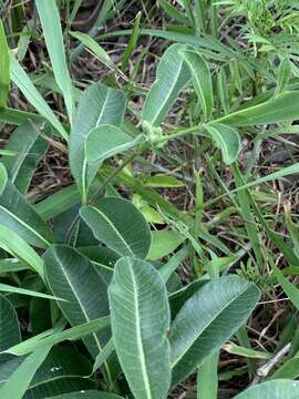 Image of Raphionacme procumbens Schltr.