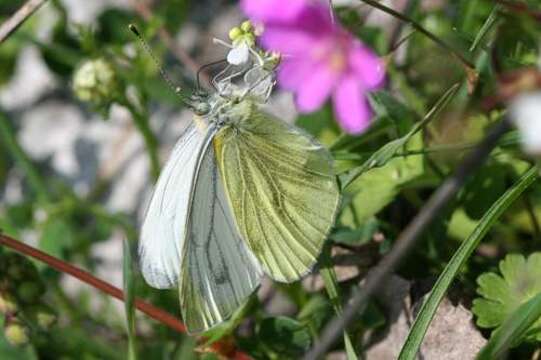 Image of Balkan Green-veined White