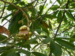 Image of Cannonball Tree