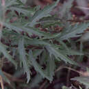 Image of cutleaf beardtongue