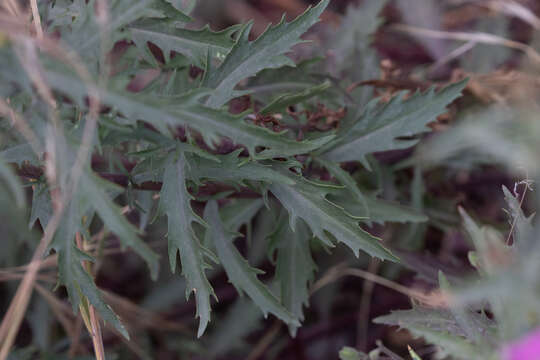 Image of cutleaf beardtongue