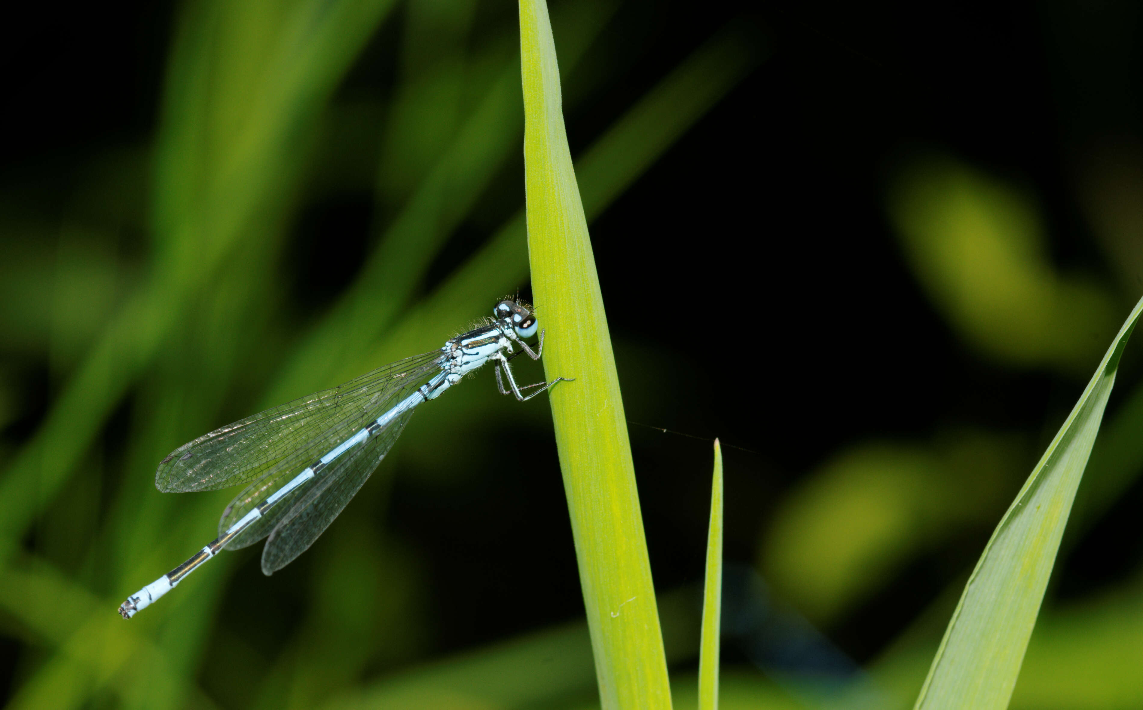 Image of Azure Bluet