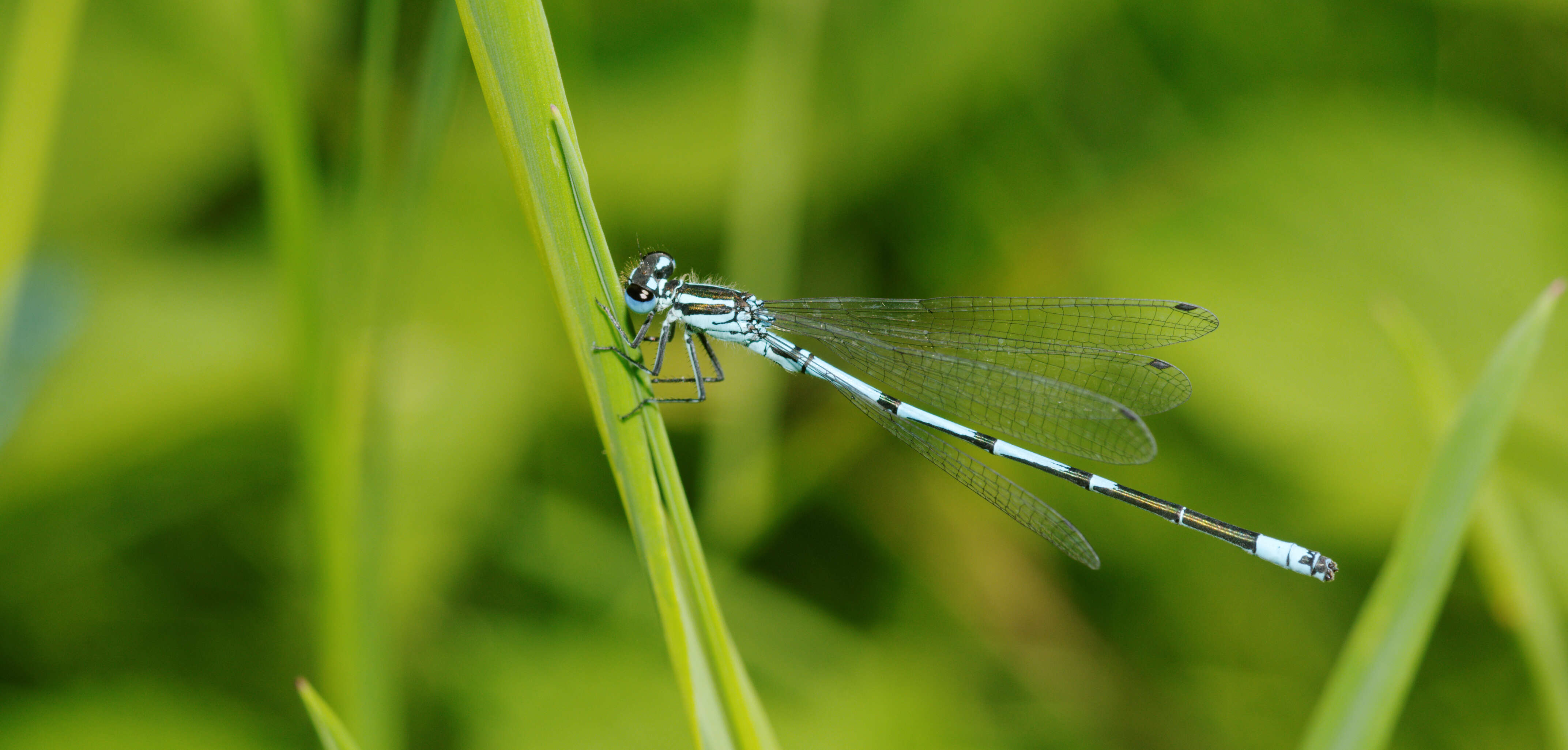 Image of Azure Bluet