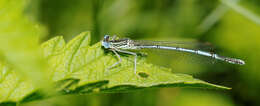 Image of Platycnemis Burmeister 1839