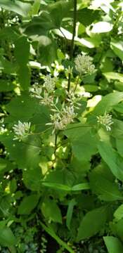 Image of great Indian plantain