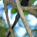 Image of Seychelles Black Paradise Flycatcher