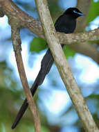 Image of Seychelles Black Paradise Flycatcher