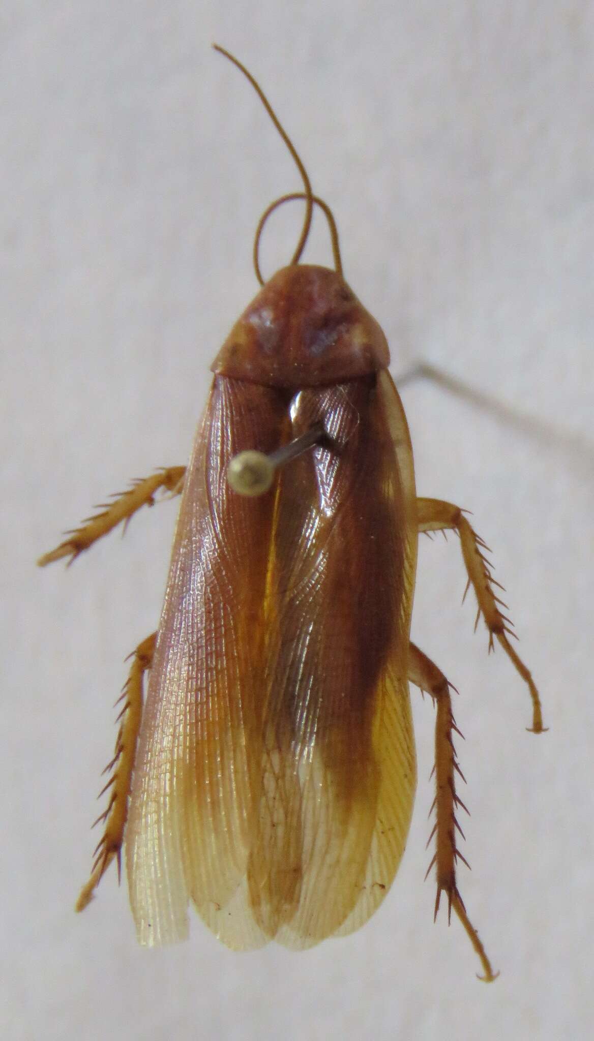 Ischnoptera rufa (De Geer 1773)的圖片