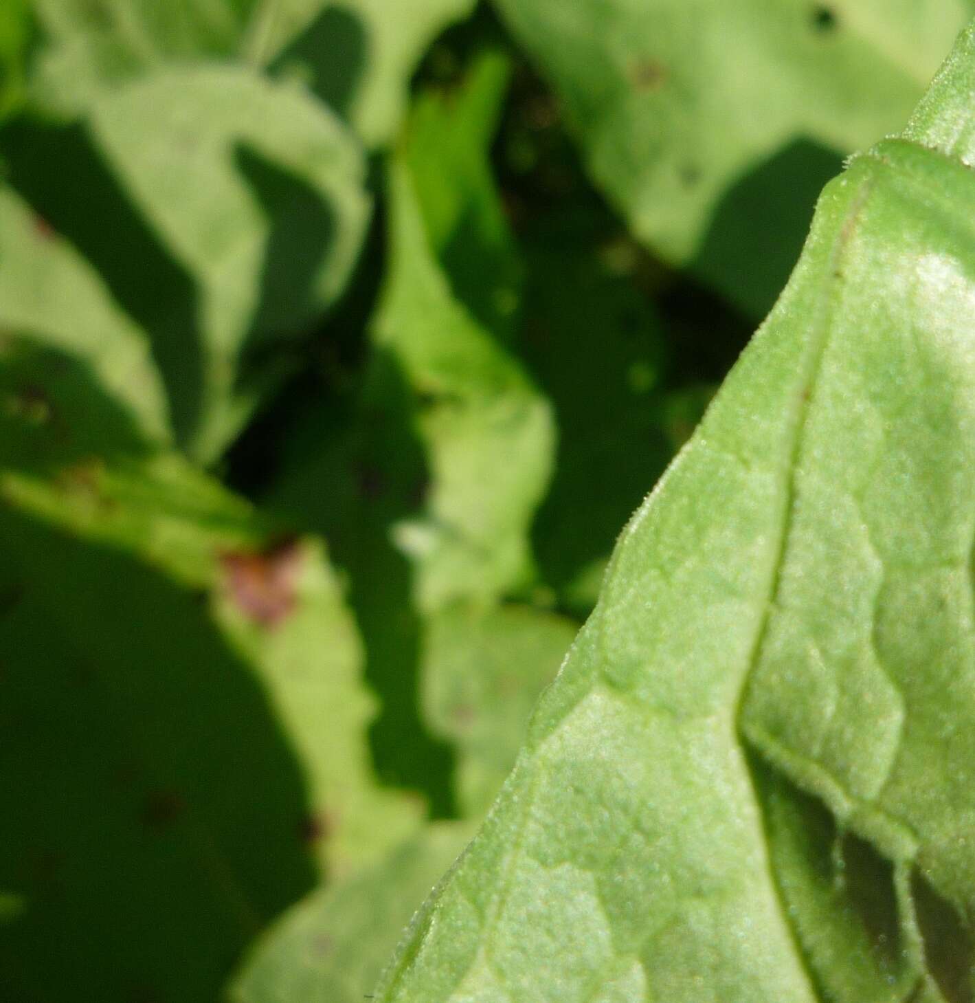 Image of Rumex obtusifolius subsp. obtusifolius