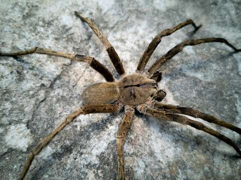 Image of Phoneutria eickstedtae Martins & Bertani 2007