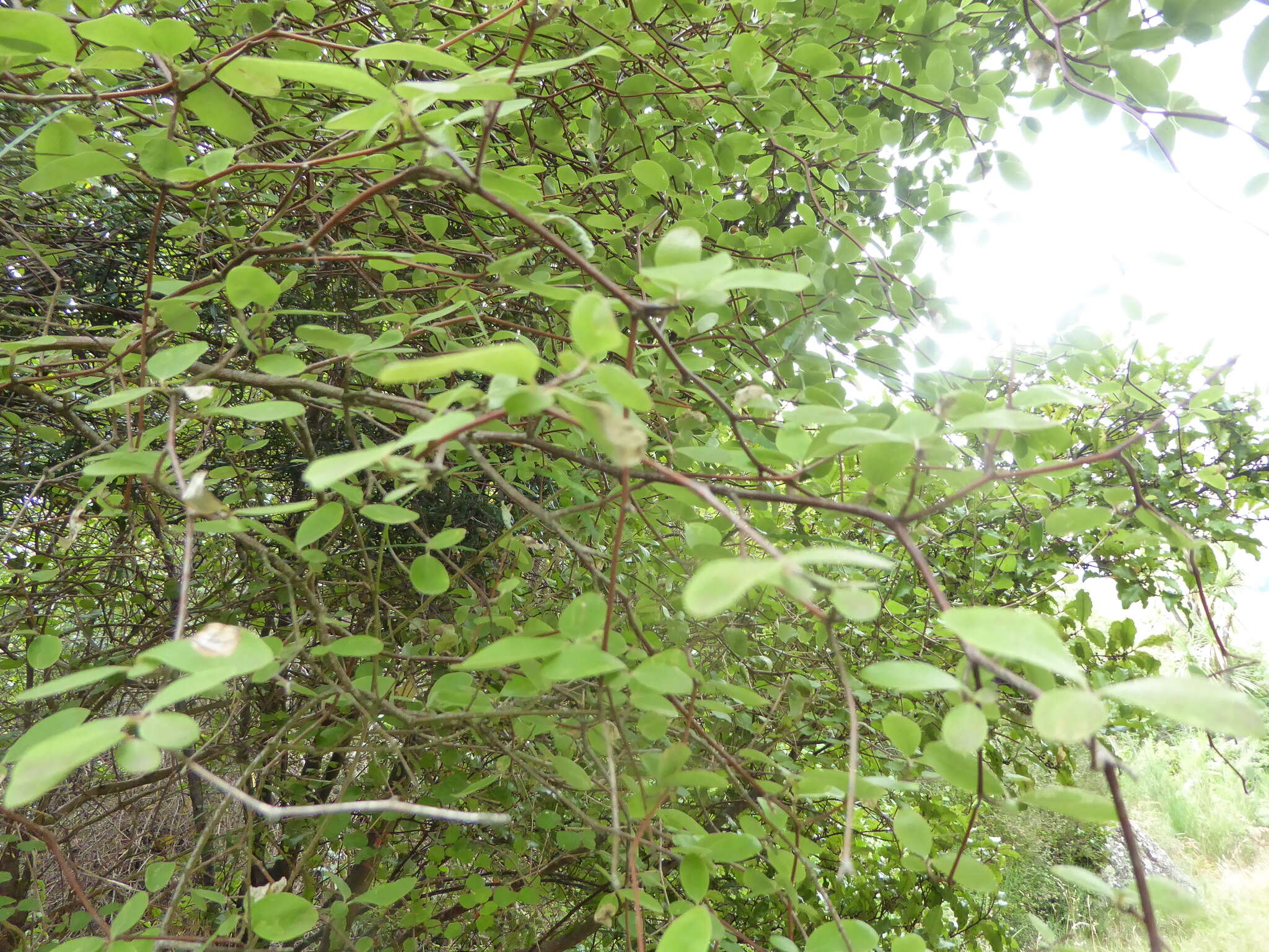 Image of Fragrant tree daisy