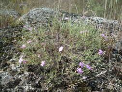 Dianthus hypanicus Andrz.的圖片