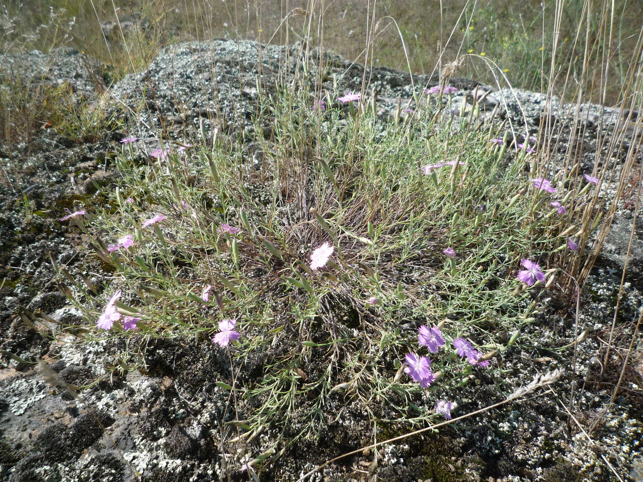 Dianthus hypanicus Andrz.的圖片