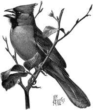 Image of Cardinalis Bonaparte 1838