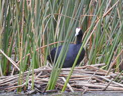 Imagem de Fulica cristata Gmelin & JF 1789