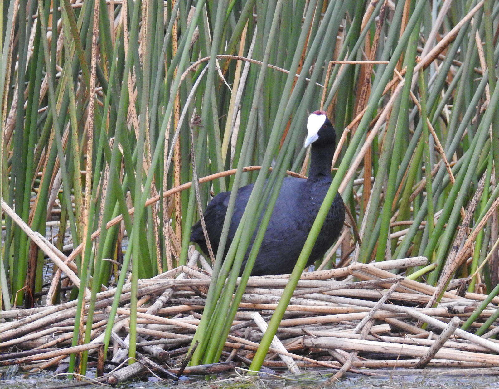 Imagem de Fulica cristata Gmelin & JF 1789