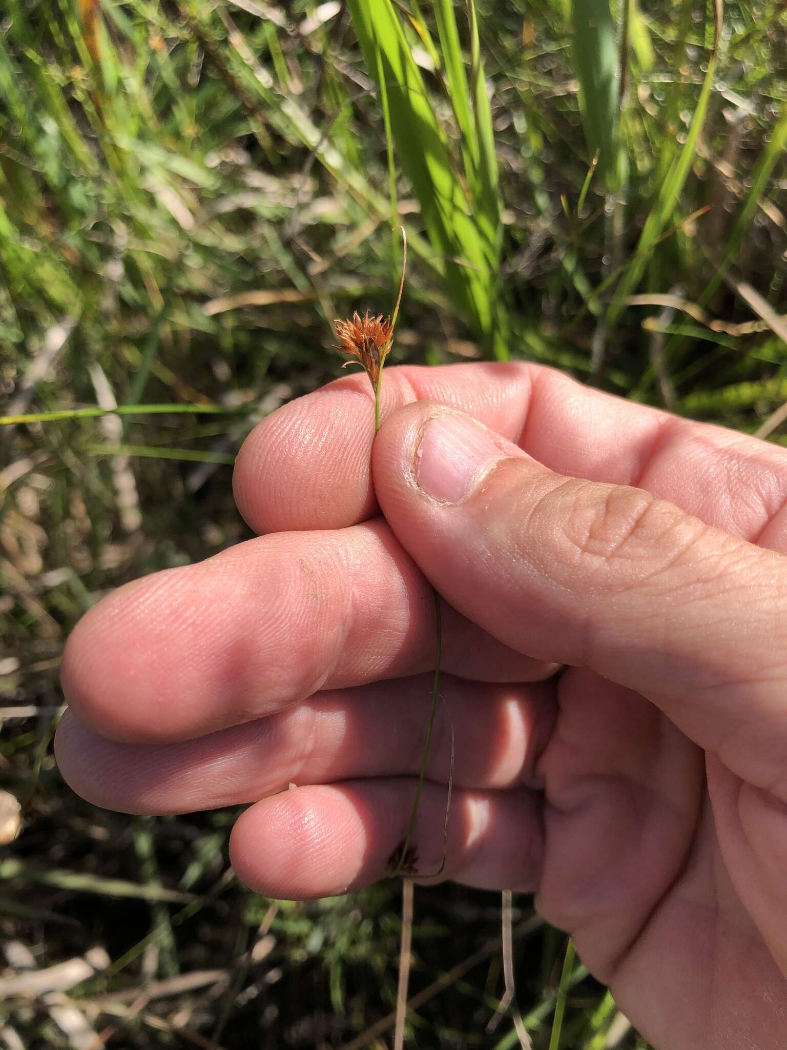 صورة Rhynchospora filifolia A. Gray