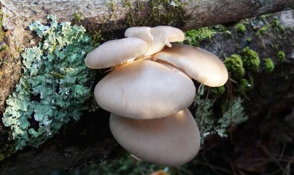 Image of Pleurotus populinus O. Hilber & O. K. Mill. 1993