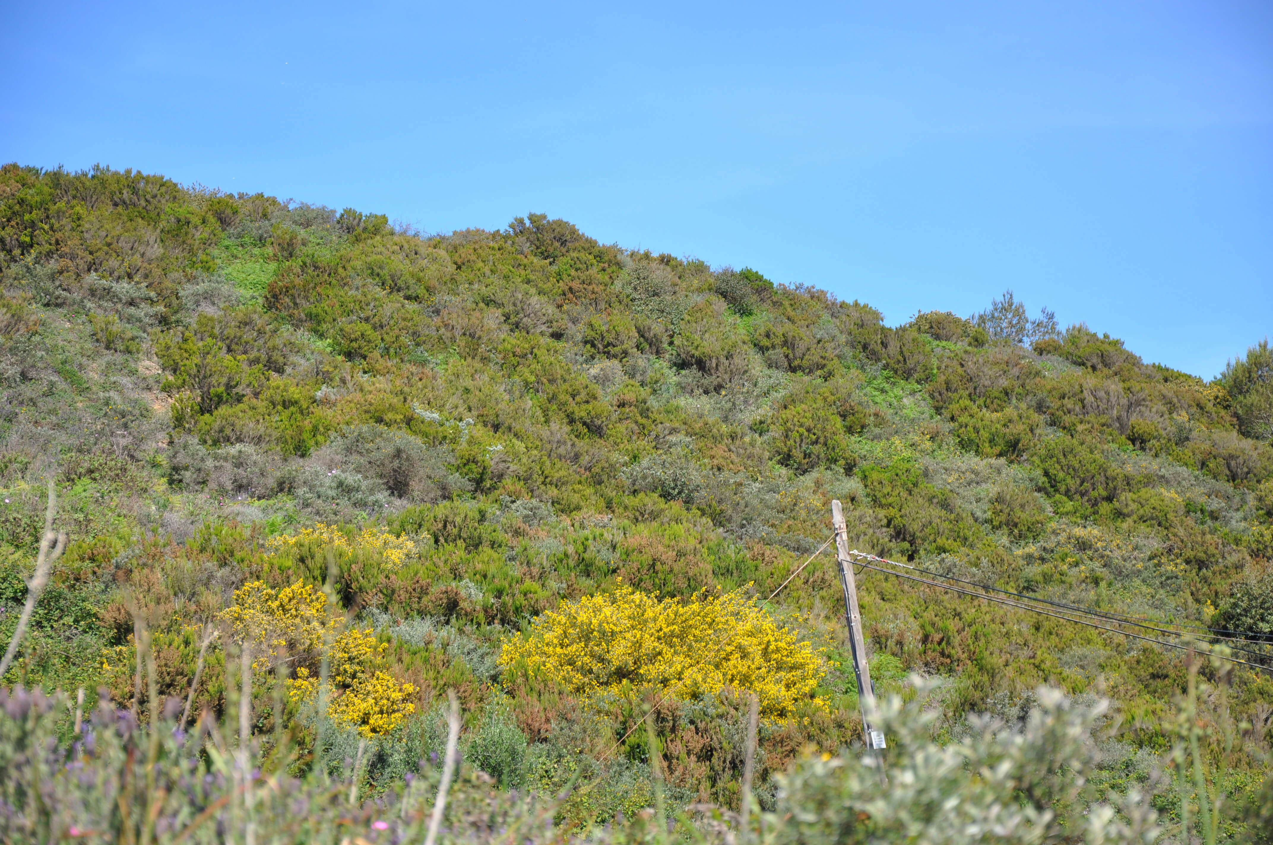 صورة Genista linifolia L.