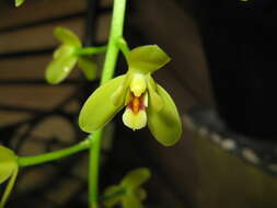 Image de Cymbidium madidum Lindl.