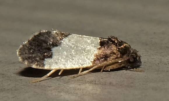 Image of Kearfottia albifasciella C. H. Fernald 1904