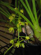 Image de Cymbidium madidum Lindl.