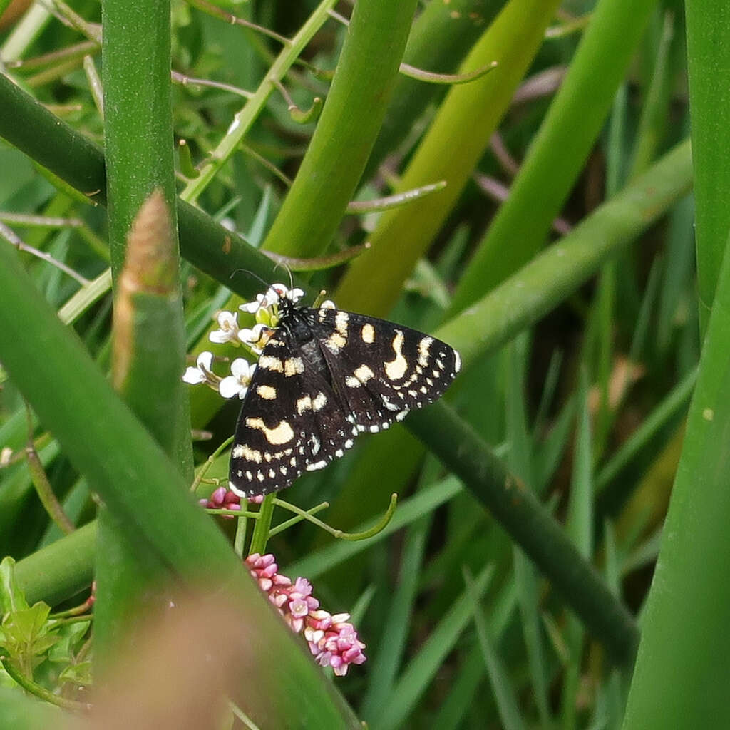 Imagem de Phalaenoides tristifica Hb. 1819