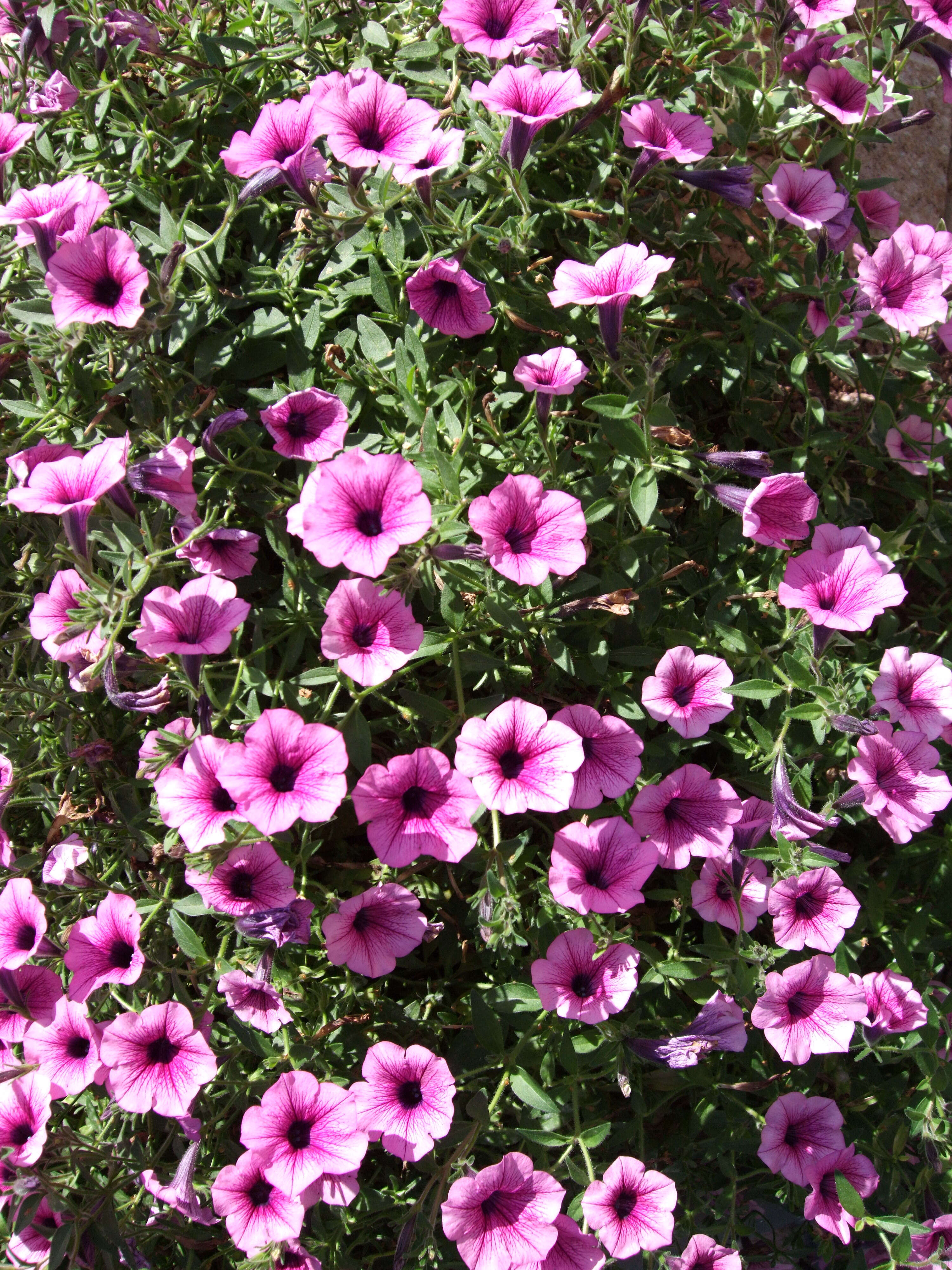 Image of petunia