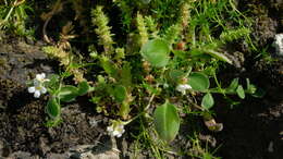 Image of Myosotis lytteltonensis (Laing & A. Wall) de Lange