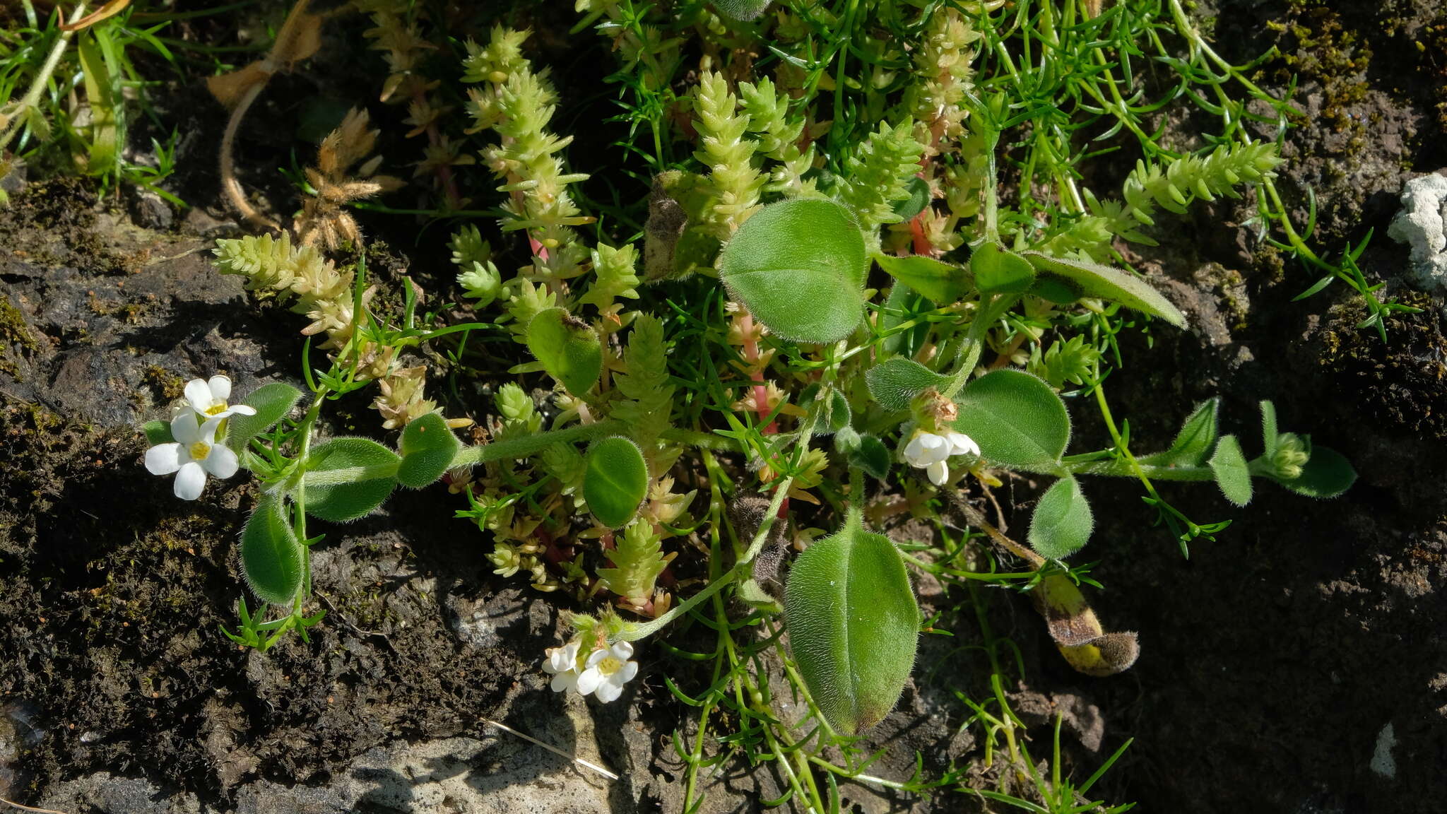 Imagem de Myosotis lytteltonensis (Laing & A. Wall) de Lange