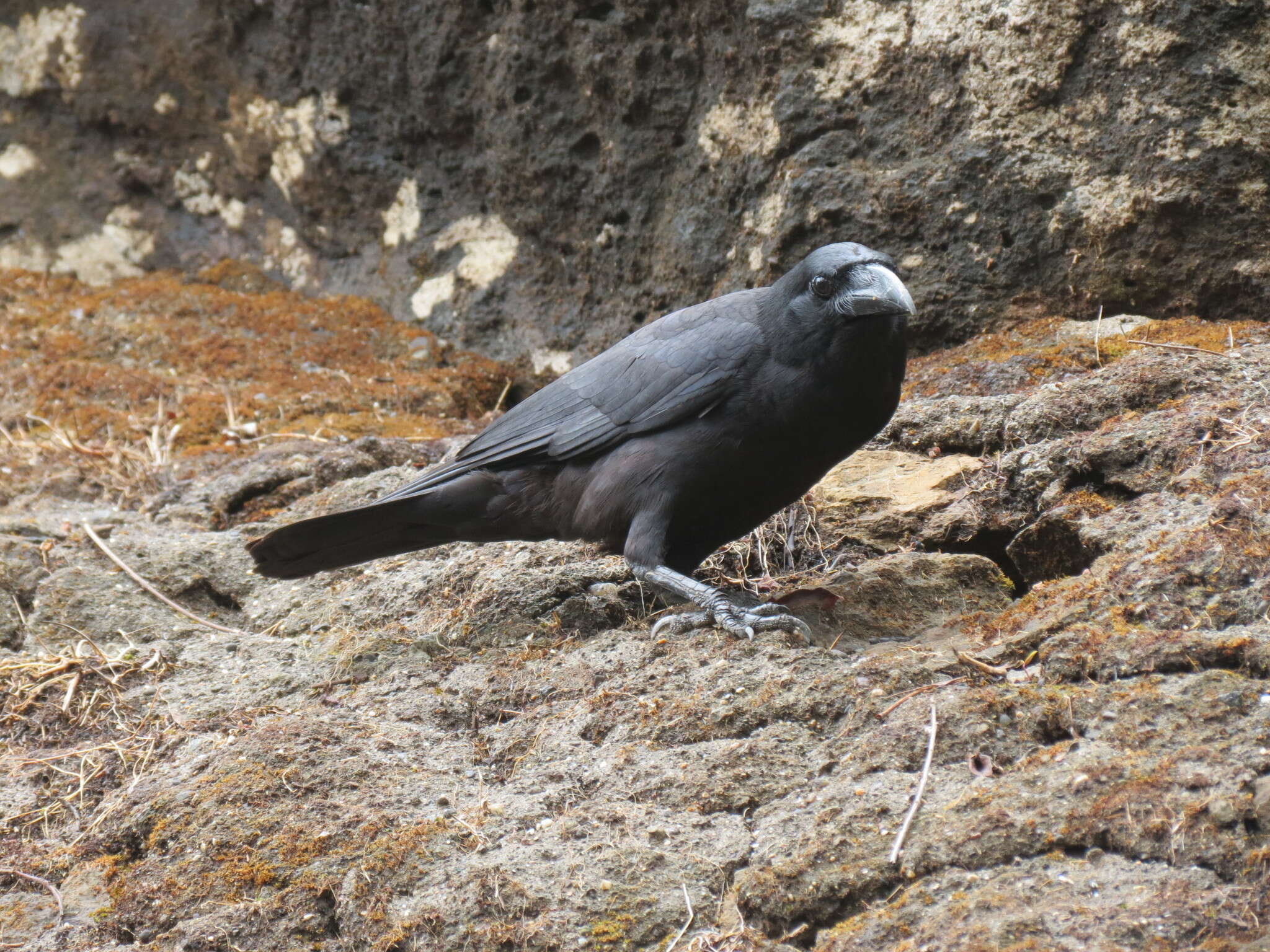 Image of <i>Corvus macrorhynchos culminatus</i>