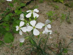 Image of cultivated radish