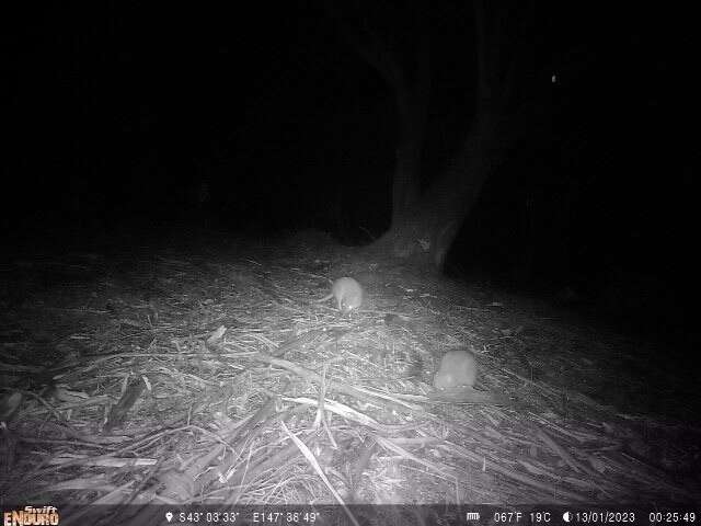 Sivun Tasmaniankaivajakenguru kuva