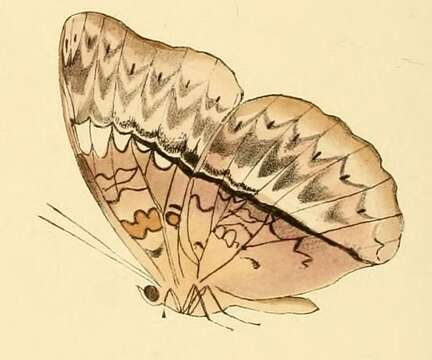 Cymothoe harmilla Hewitson 1874 resmi