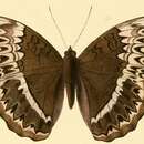 Cymothoe harmilla Hewitson 1874 resmi