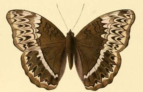 Cymothoe harmilla Hewitson 1874 resmi