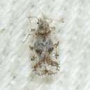 Image of Morrill lace bug