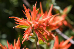 Image of giant red Indian paintbrush