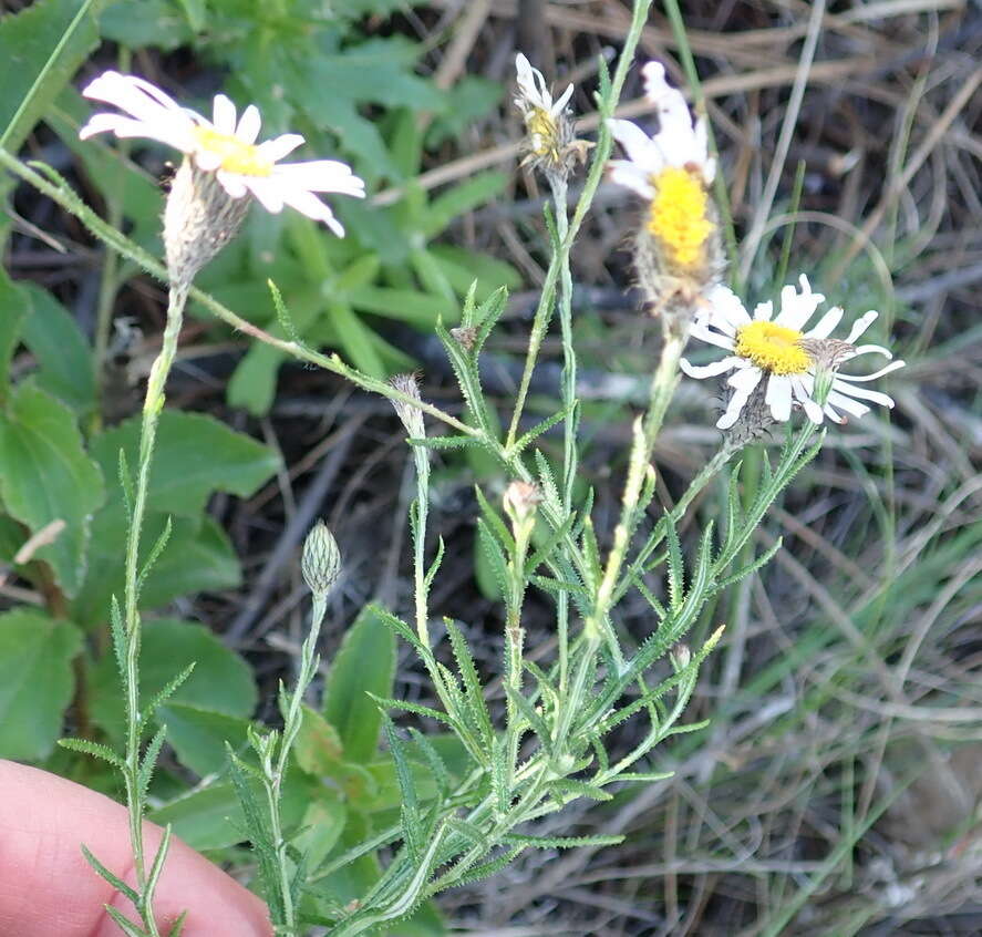 Image of Athrixia heterophylla subsp. heterophylla