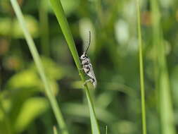 Слика од Phytoecia nigricornis (Fabricius 1782)