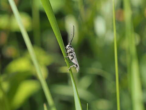 Слика од Phytoecia nigricornis (Fabricius 1782)