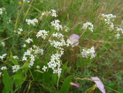 Image of Galium octonarium (Klokov) Pobed.