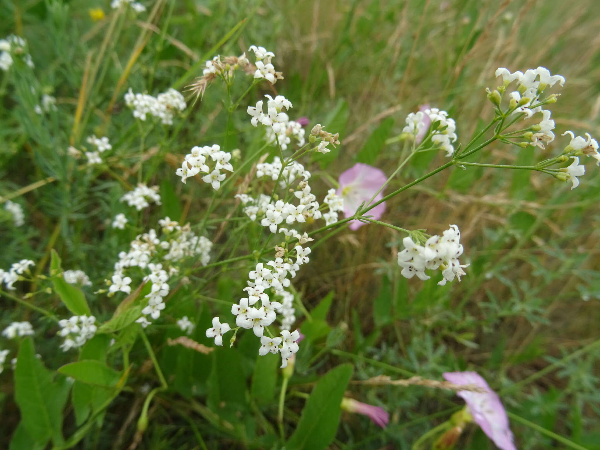 Image of Galium octonarium (Klokov) Pobed.