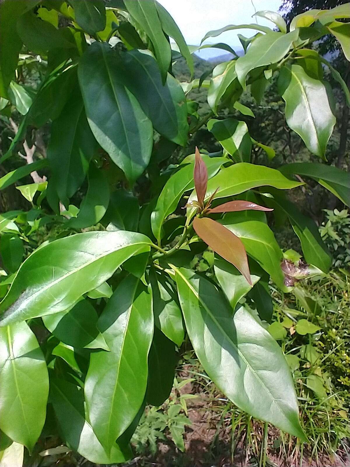 Image of Ehretia longiflora Champion ex Benth.