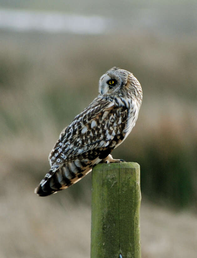 Image de Hibou des marais