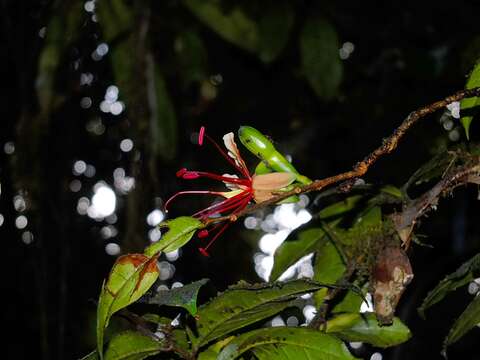 Image of Paloue guianensis Aubl.