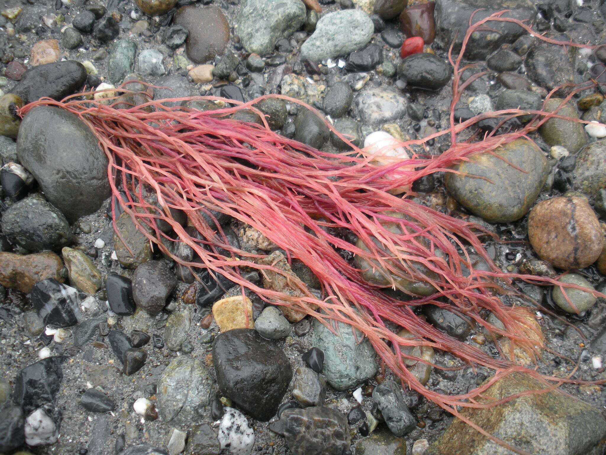 Image of Sea Noodles