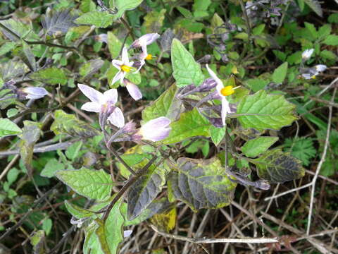 Image of forked nightshade