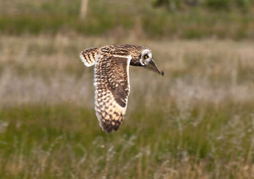 Image de Hibou des marais